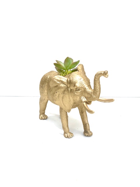 Gold Elephant Succulent Planter
