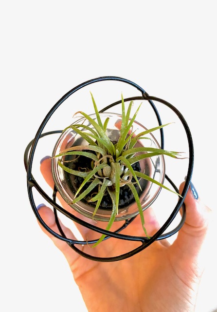 Geometric Air Plant Holder picture