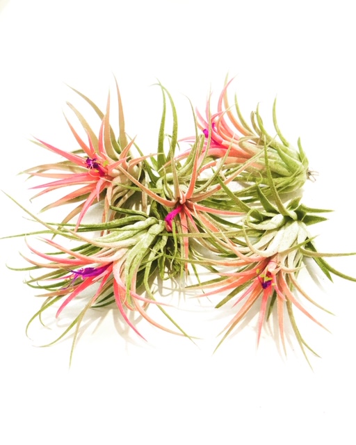 Geometric Air Plant Holder picture