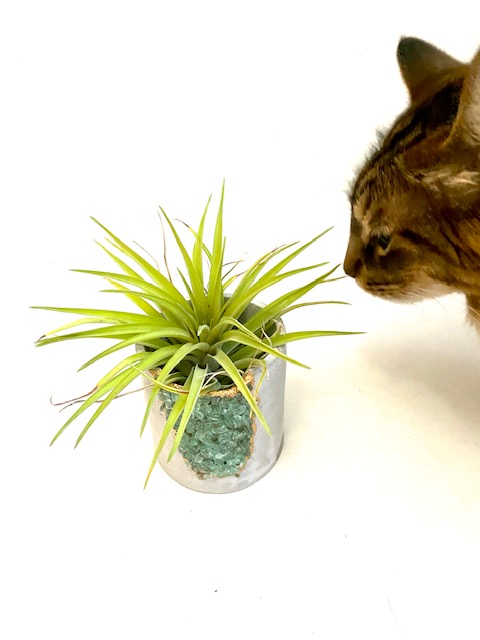 Green Gemstone Concrete Planter with Air Plant - Large Round picture