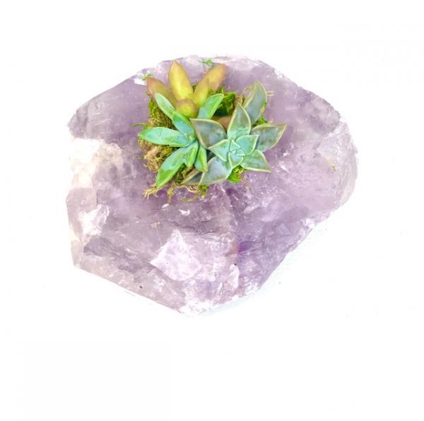 Raw Amethyst Crystal Succulent picture