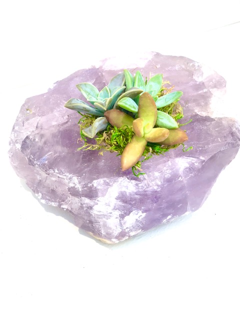 Raw Amethyst Crystal Succulent picture