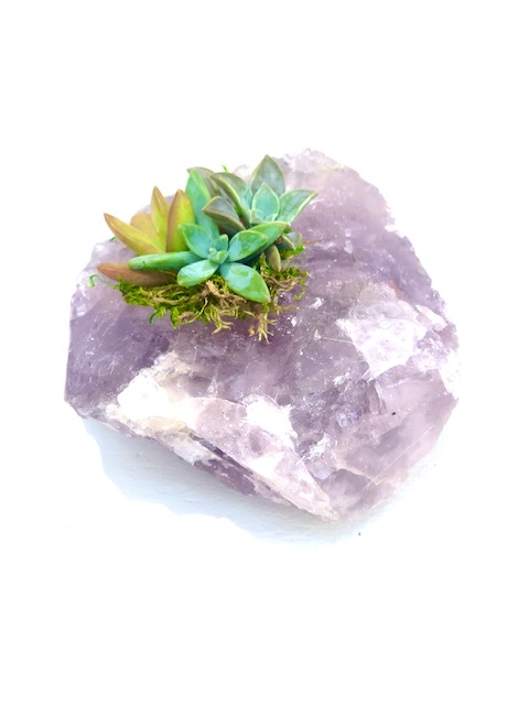 Raw Amethyst Crystal Succulent picture