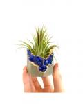 Blue Gemstone Geode Concrete Planter with Air Plant - Octagon