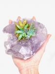 Raw Amethyst Crystal Succulent