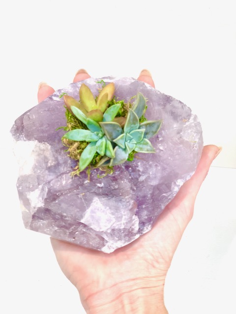 Raw Amethyst Crystal Succulent picture