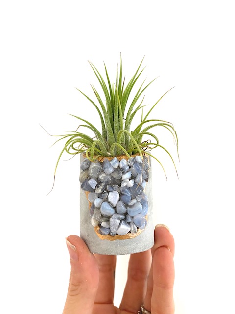 Blue Lace Agate Crystal Geode Concrete Planter with Air Plant - Round