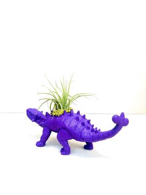 Dinosaur Planter with Air Plant - Stegosaurus picture