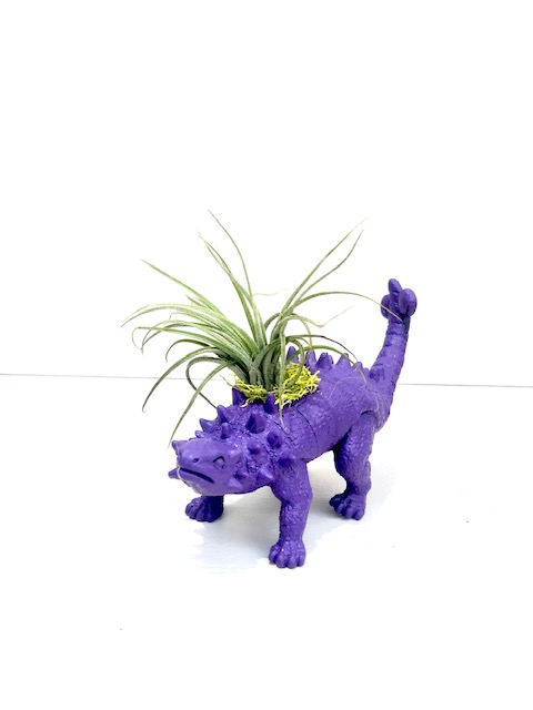 Dinosaur Planter with Air Plant - Stegosaurus picture