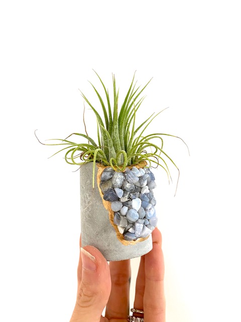 Blue Lace Agate Crystal Geode Concrete Planter with Air Plant - Round picture