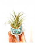 Amazonite Crystal Concrete Planter with Air Plant - Octagon
