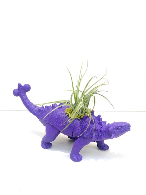 Dinosaur Planter with Air Plant - Stegosaurus