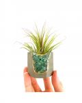 Green Gemstone Geode Concrete Planter with Air Plant - Octagon