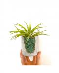 Green Gemstone Concrete Planter with Air Plant - Large Round