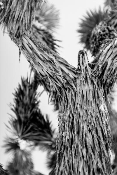 Joshua Tree picture