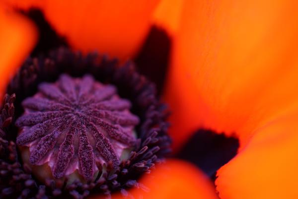 Poppy picture