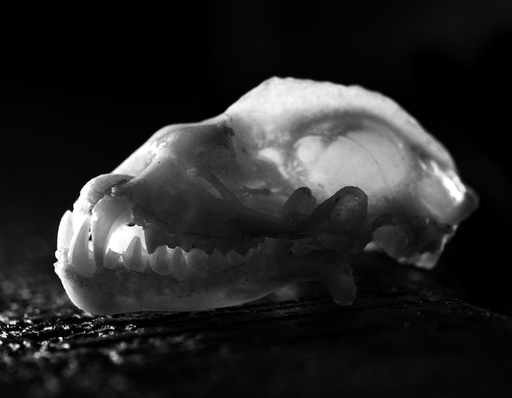 Bat Skull