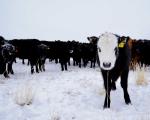 Cow