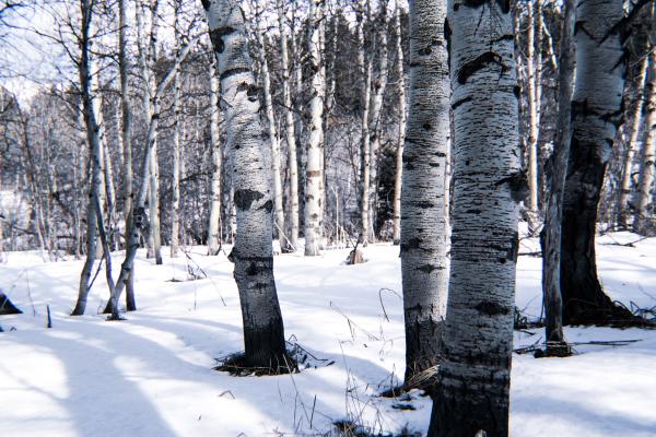 Aspen Grove picture