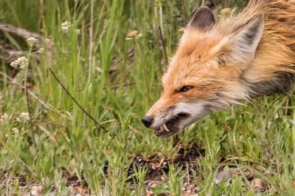 Fox and Breakfast picture