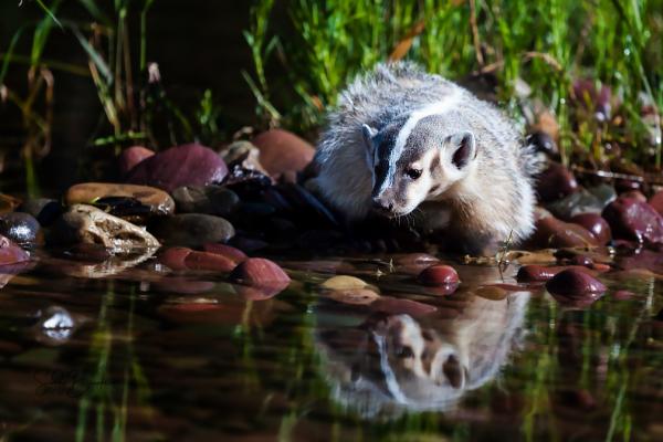 Badger Cub picture