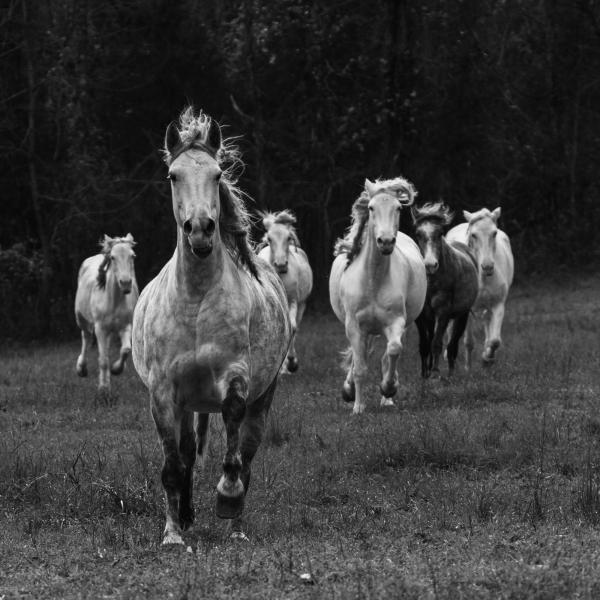 Wild Horses of Missouri