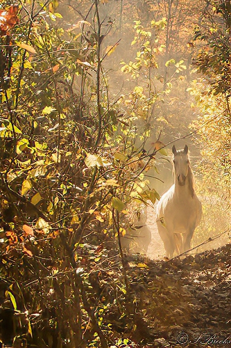 Wild Horse Photography Classes picture