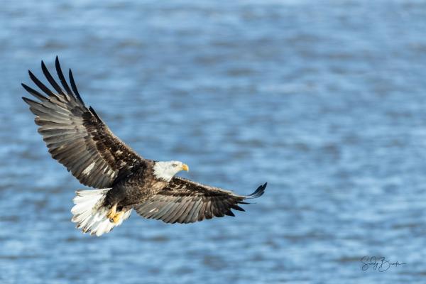 Eagles Along the Mississippi picture