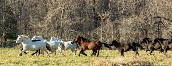 Wild Horses of Missouri-Rocky Creek picture