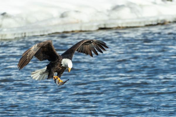 Eagles Along the Mississippi picture