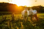 Wild Horses of Missouri