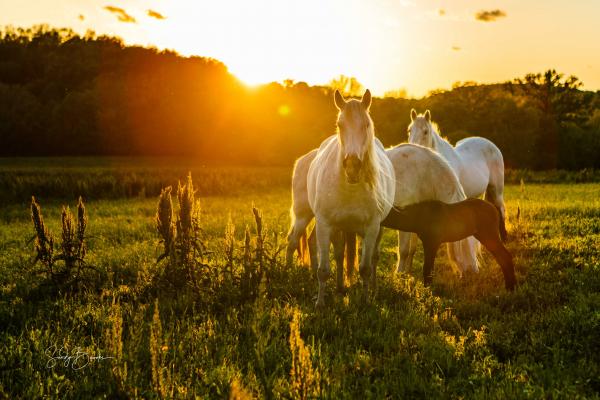 Wild Horses of Missouri