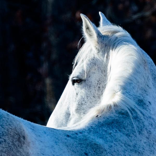 Wild Horse Photography Classes picture