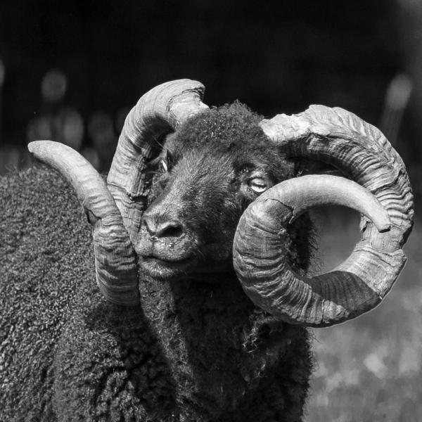 Shetland Sheep