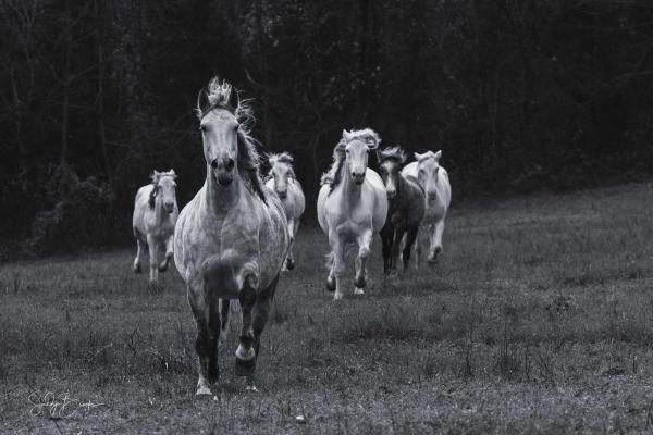 Wild Horse Photography Classes picture