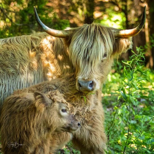 Highland Coo picture