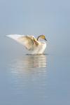 Trumpeter Swan