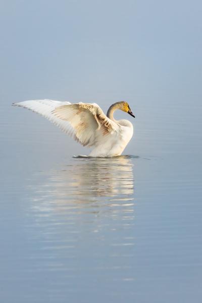 Trumpeter Swan picture