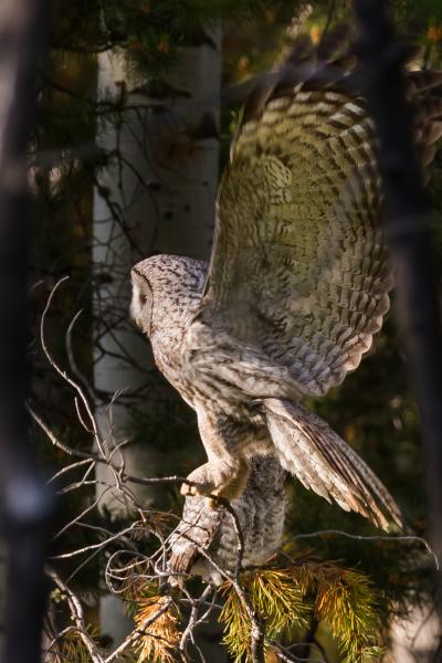 Great Grey Owl in Flight picture