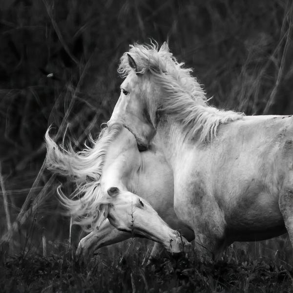 Wild Horse Photography Classes picture