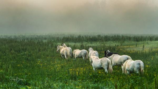 Wild Horse Photography Classes picture