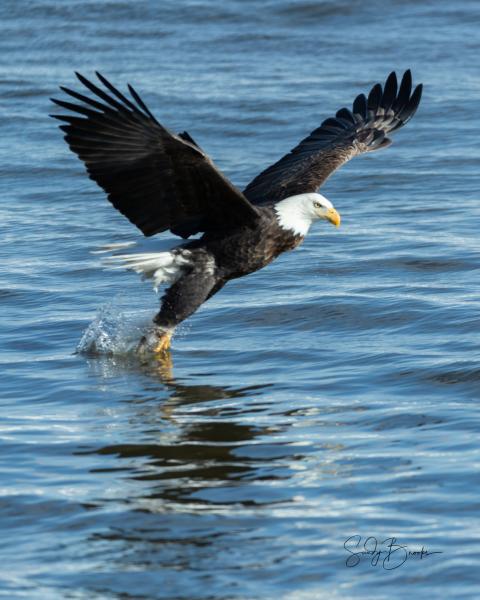 Eagles Along the Mississippi