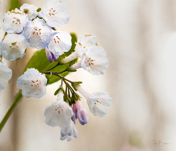 Bluebells picture