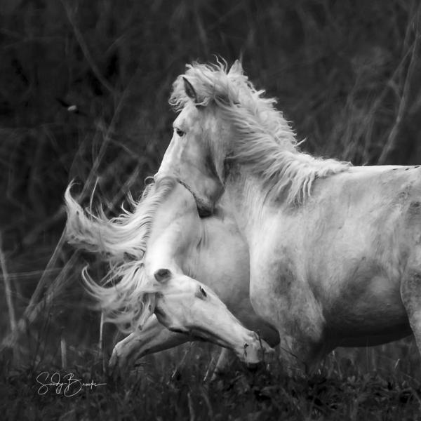 Wild Horses of Missouri picture