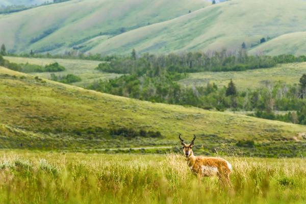 Spring Pronghorn in the Tetons