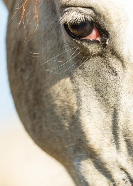 Wild Horses of Missouri-Eye to the Soul picture