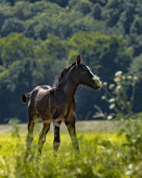 Wild Horse Photography Classes picture