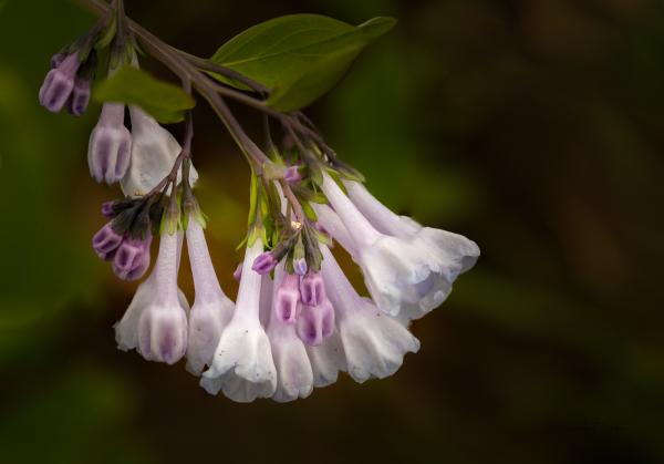 Bluebells in Shadow picture