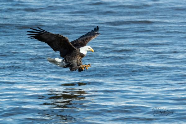 Eagles Along the Mississippi picture