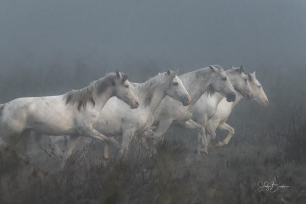 Wild Horses of Missouri-Broadfoot in the Fog picture